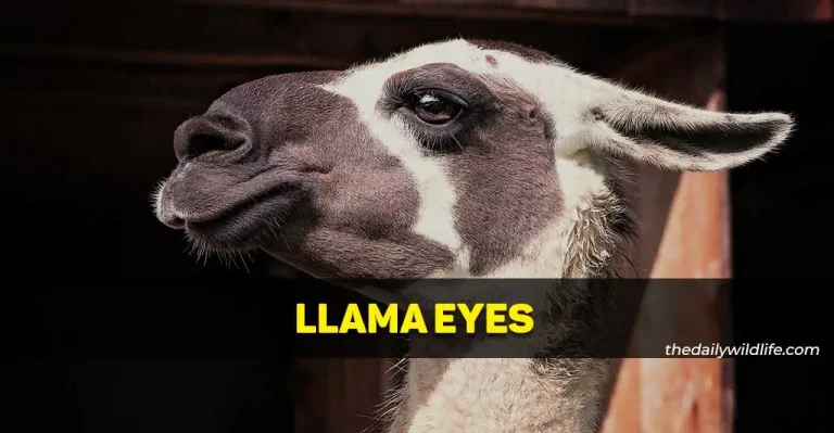 Llama Eyes – All About Them!