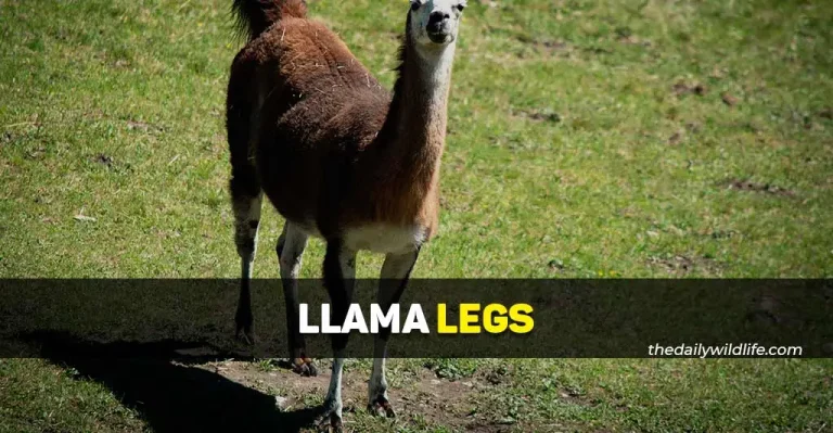 Llama Legs (Simply Explained!)