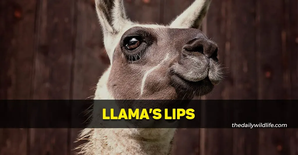 llama lips