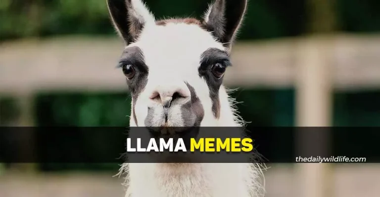 25 Llama Memes (Jokes Funny As Hell!)