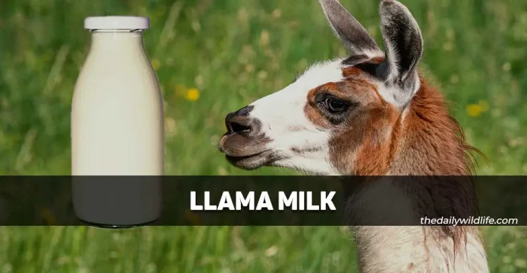 Llama Milk: Benefits, Uses, And Downsides