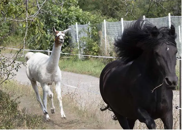 llama happily running with a horse