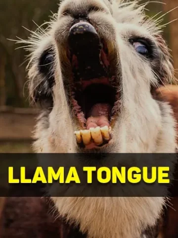 llama tongue