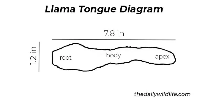 llama tongue diagram
