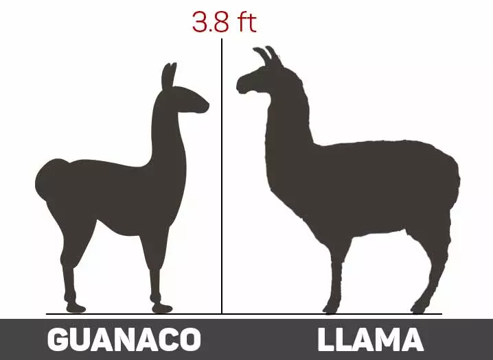guanaco vs llama size comparison