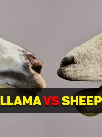 llama vs sheep