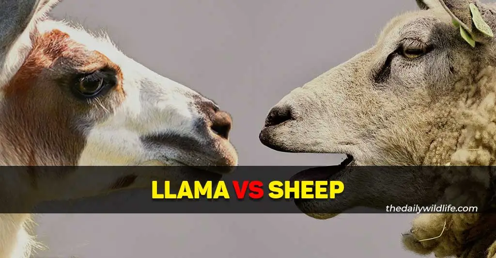 llama vs sheep