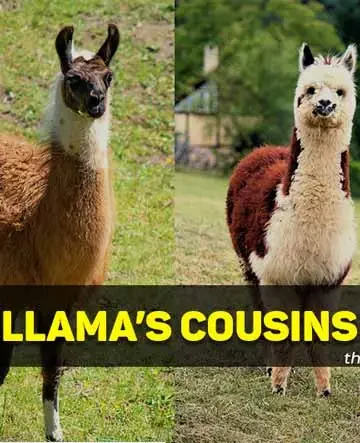 llama cousins