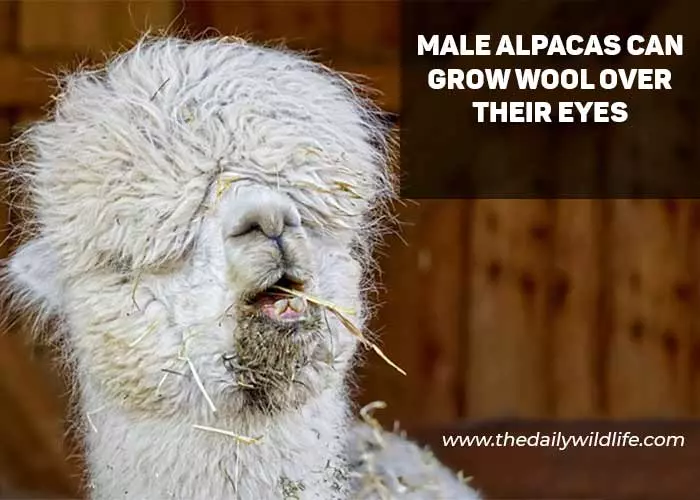 male alpaca with wool over his eyes