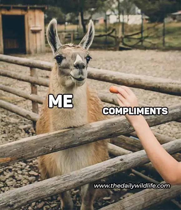 me wanting to get compliments llama meme
