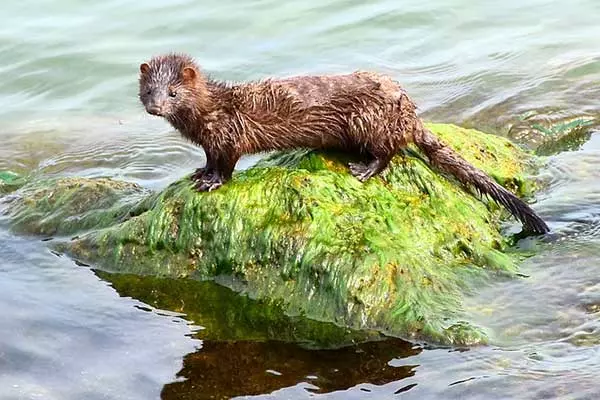 23 Animals That Live In A Lake (Photos+Fun Facts) - The Daily Wildlife