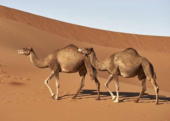 one humped camels