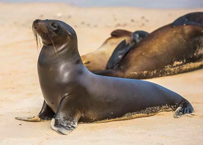 11 Animals That Look Like Sea Lions (With Pics!) - The Daily Wildlife