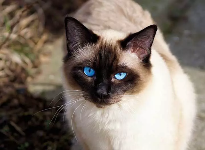 siamese cat blue eyes and brown ears