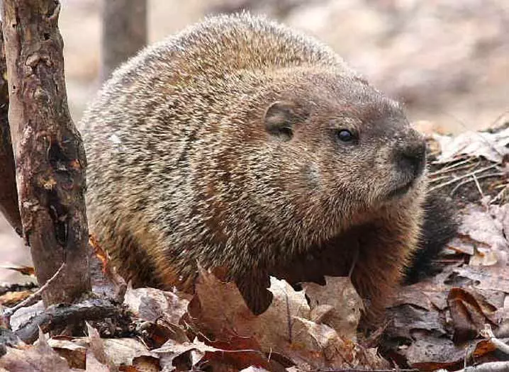 tarbagan marmot