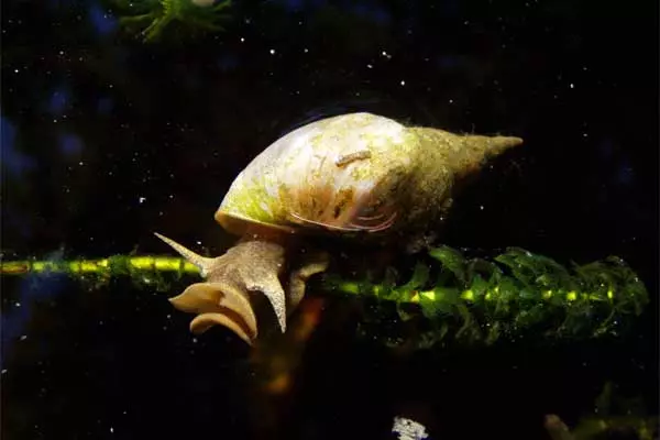 the great pond snail