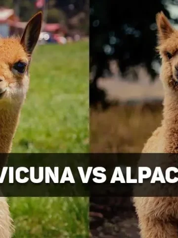 vicuna vs alpaca