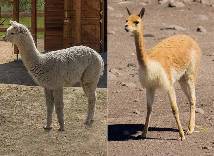 vicuna vs alpaca body and wool