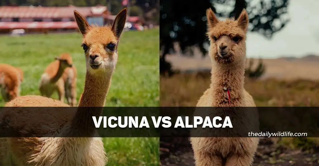 vicuna vs alpaca