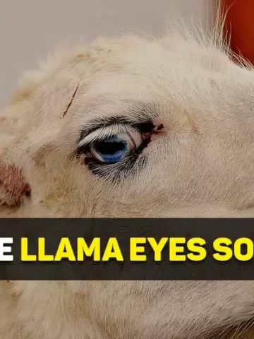 why are llama eyes so weird