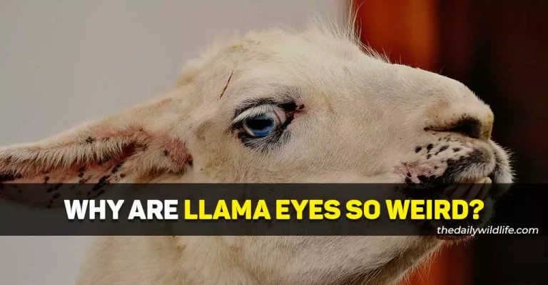 Why Are Llama Eyes So Weird? (Simply Explained!)