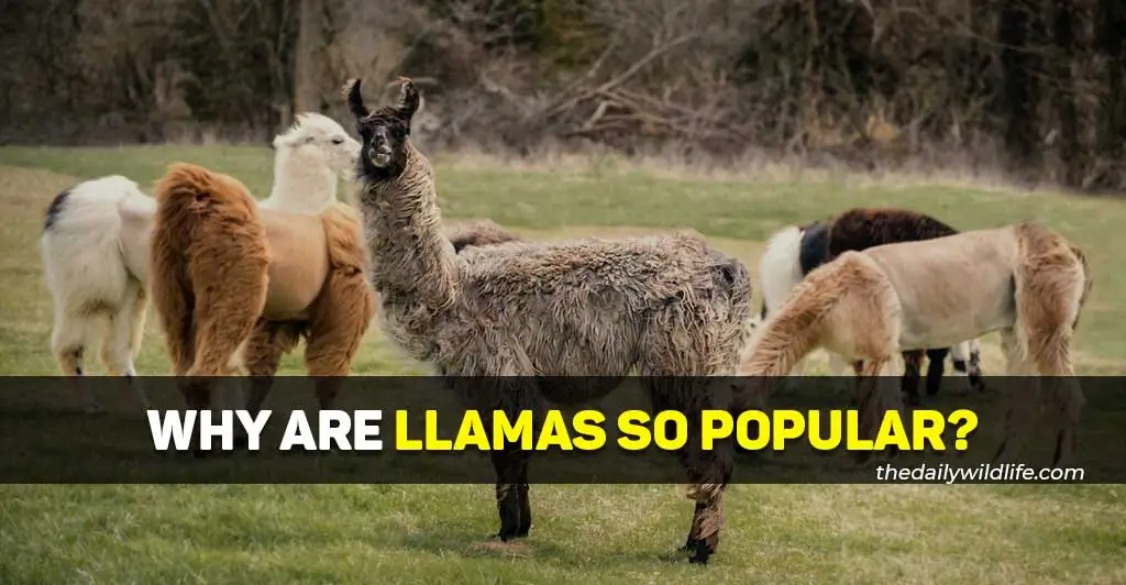why are llamas so popular