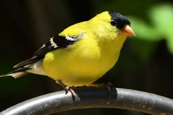 american goldfinch