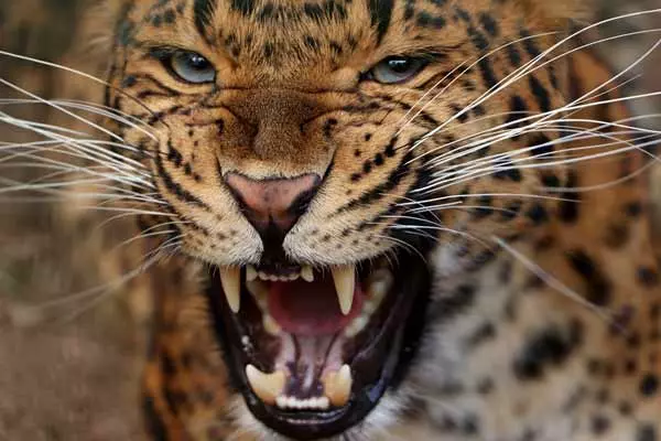 amur leopard canine teeth