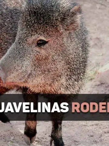 are javelinas rodents