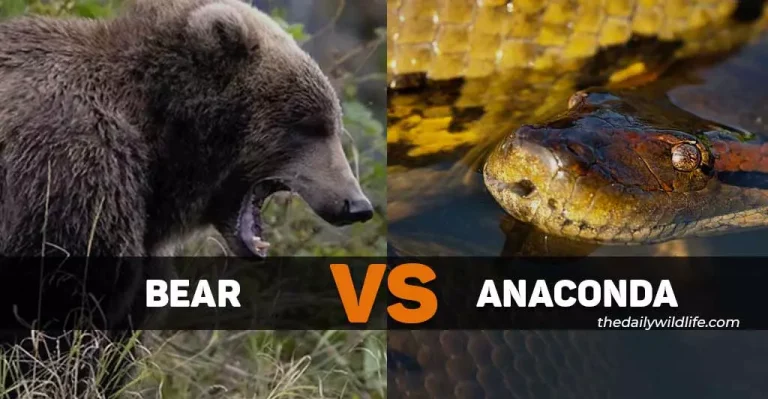 Bear Vs Anaconda: Who Would Win In A Fight?