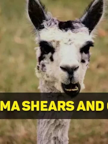 best llama shears and clippers