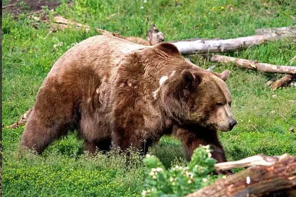 big grizzly bear walking