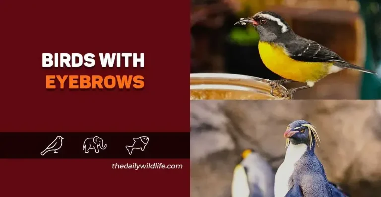 20+ Birds With Eyebrows (Photos+Fun Facts)