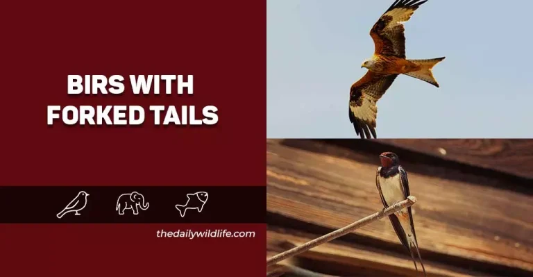 36 Unique Birds With Split And Forked Tails (Photos And Fun Facts)