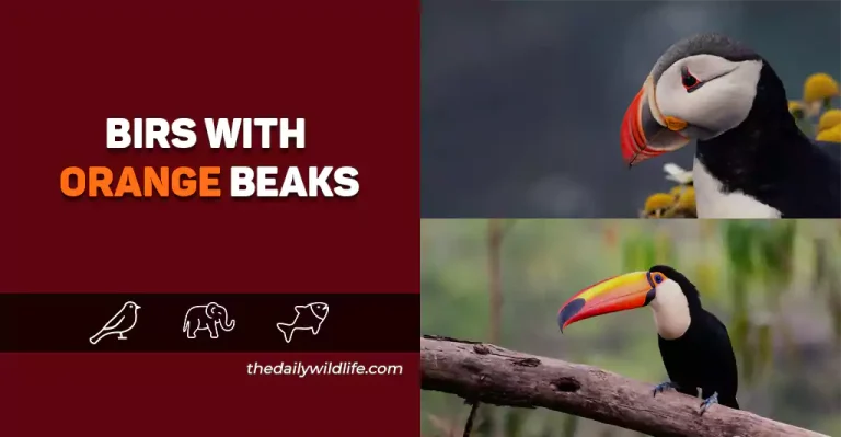 40+ Stunning Birds With Orange Beaks (Photos + Fun Facts!)