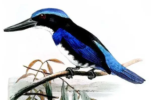 blue black kingfisher