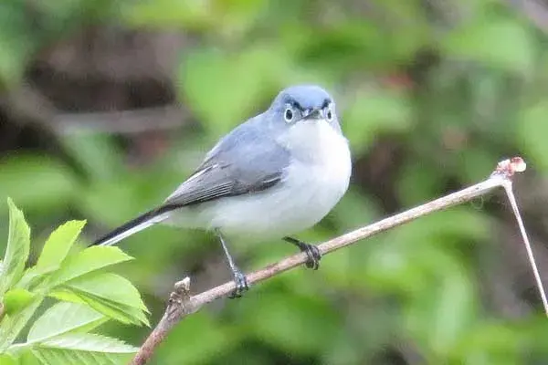 blue gray gnatcatcher