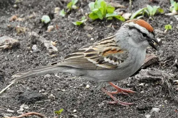 white eyebrows on a chipping sparrow