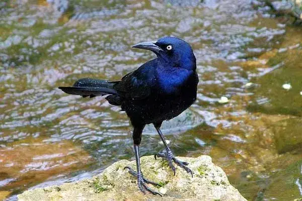 common blackbird grackle