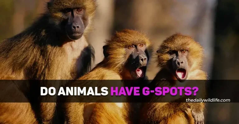 Do Animals Have G Spots?