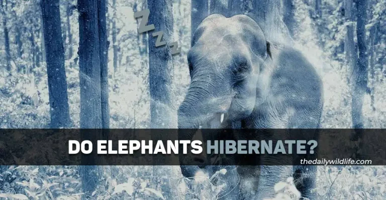 Do Elephants Hibernate?