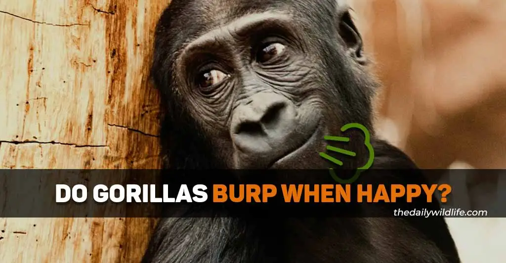 do gorillas burp when they are happy