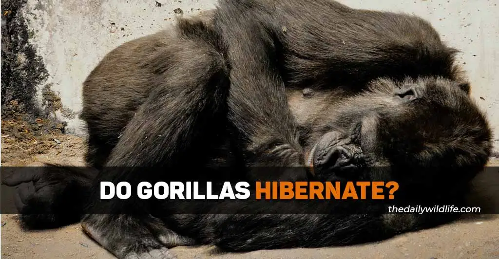 do gorillas hibernate