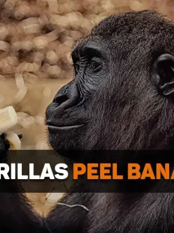 do gorillas peel bananas