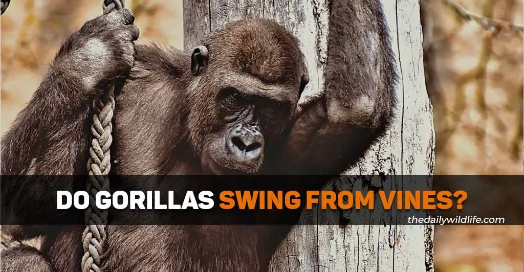 do gorillas swing from vines