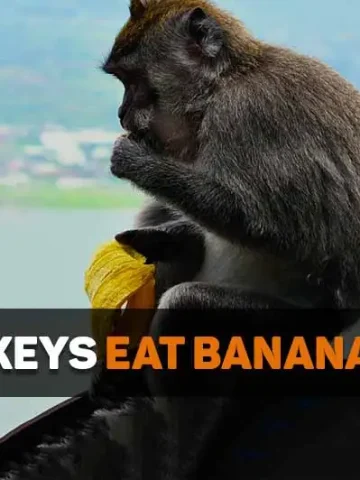 do monkeys eat banana peels
