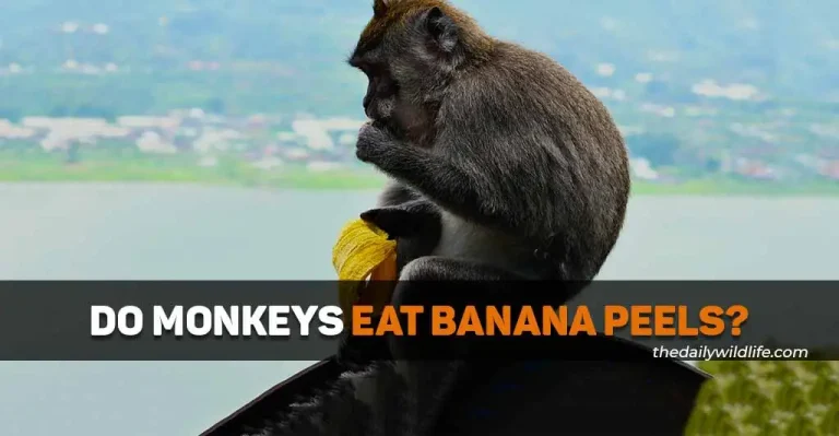 Do Monkeys Eat Banana Peels?