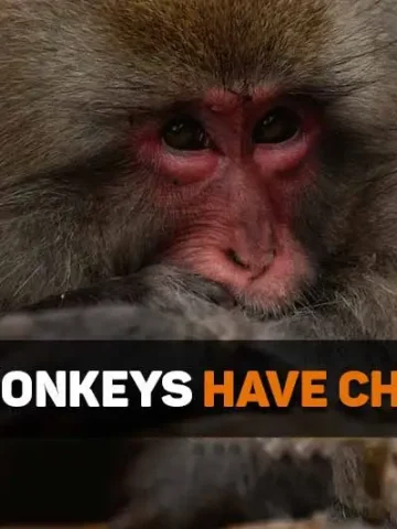 do monkeys have chins
