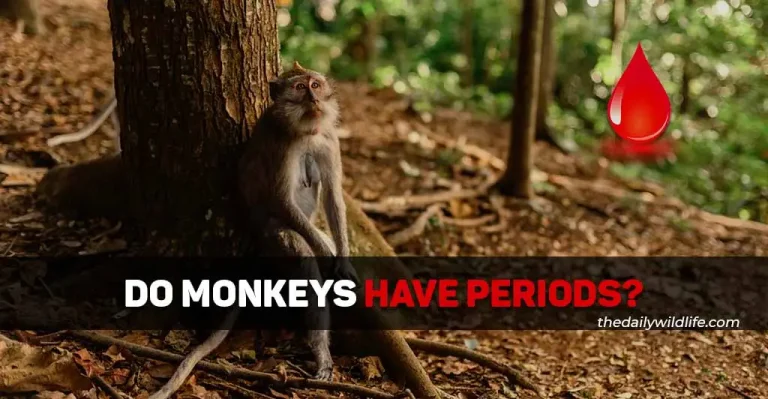 Do Monkeys Have Periods? How Do They Deal With Them?