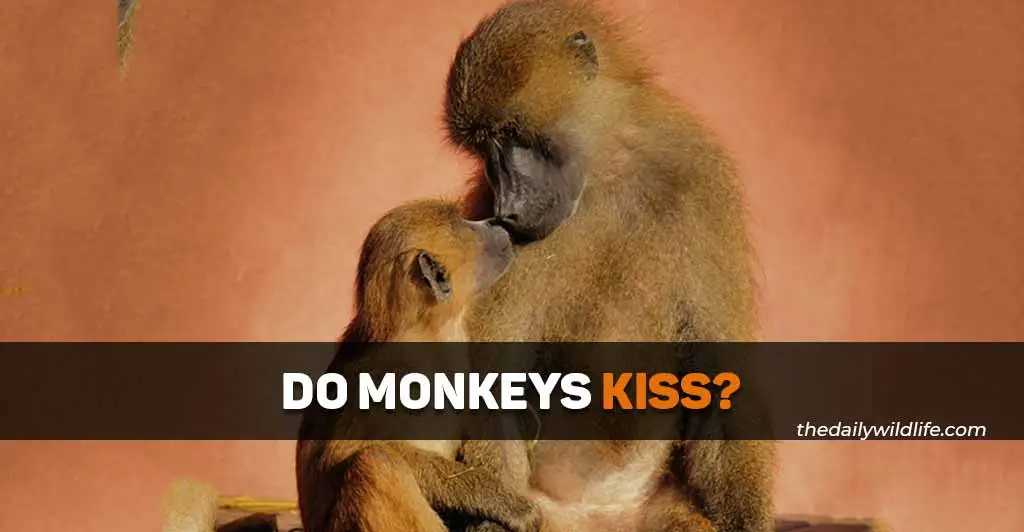 do monkeys kiss
